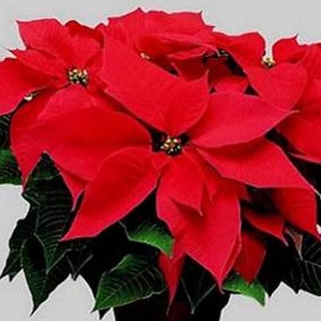 Stella Di Natale Pianta Come Si Cura.Natale Con La Lilt Aiutaci A Far Crescere Il Futuro